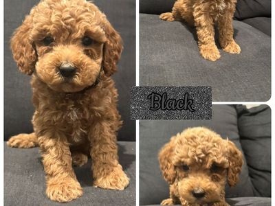 Mini Goldendoodles , Mini Golden Doodles