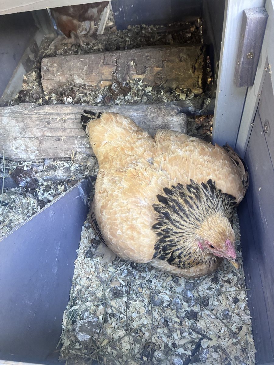 Free Broody Chicken