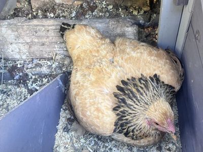 Free Broody Chicken