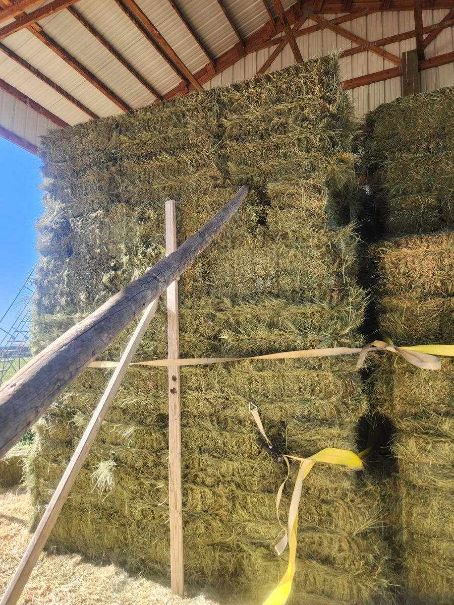 1st crop grass hay