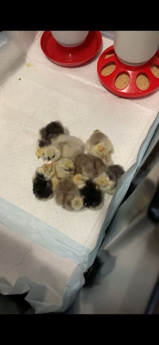 * Mottled Silkie Chicks *