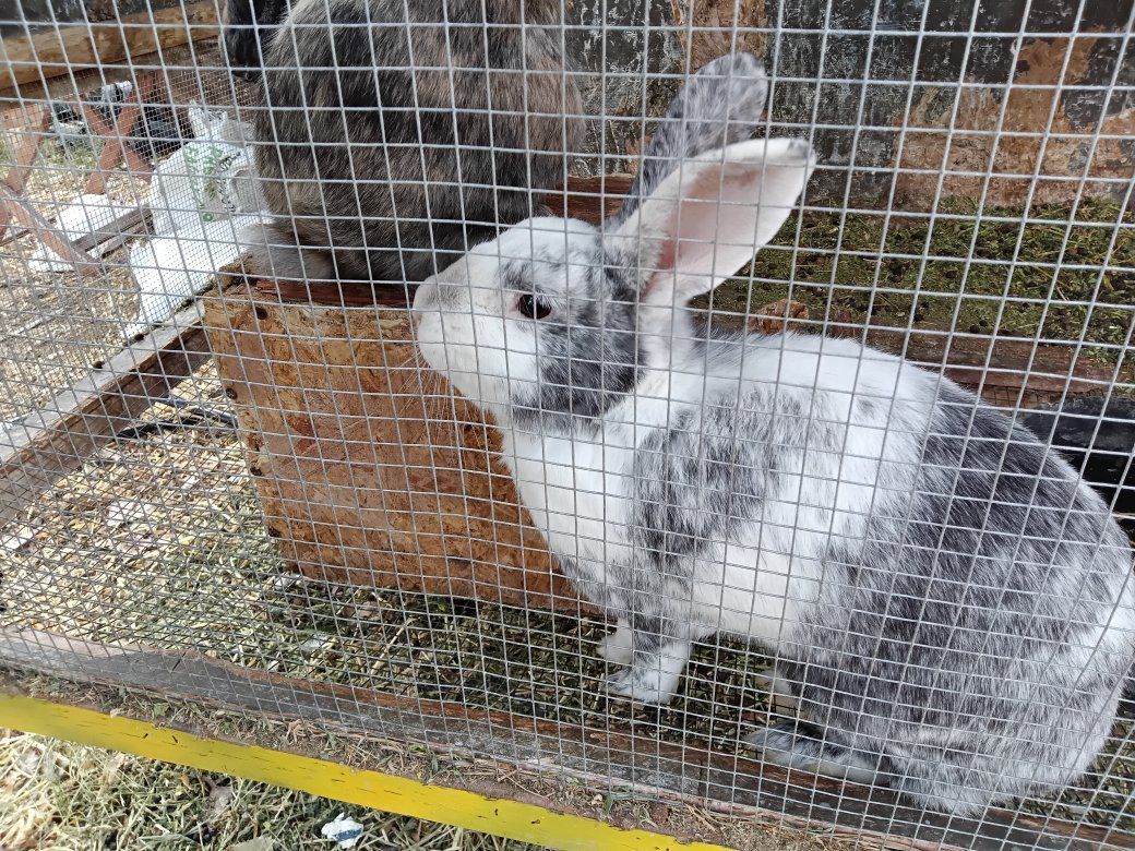 Adorable Pet Rabbits for Sale - Various Colors and Patterns