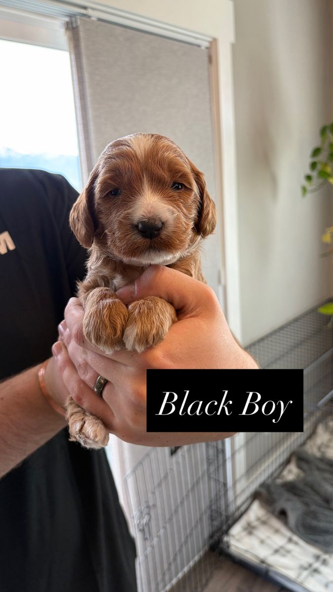 Mini Goldendoodle Puppies