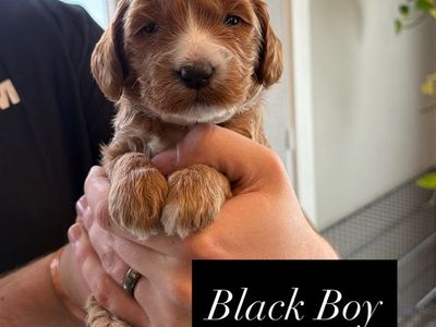 Mini Goldendoodle Puppies