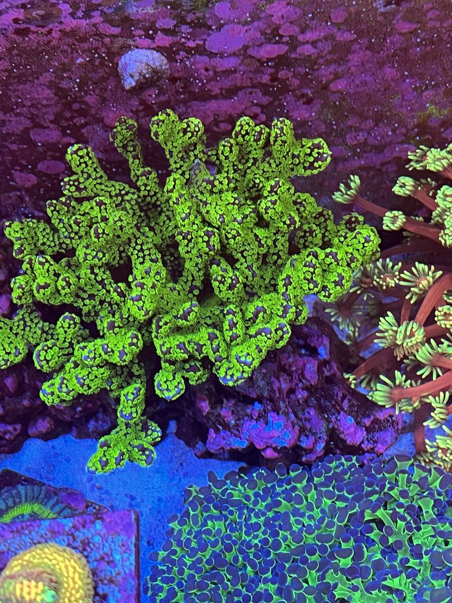 Tubbs Stellata Monti