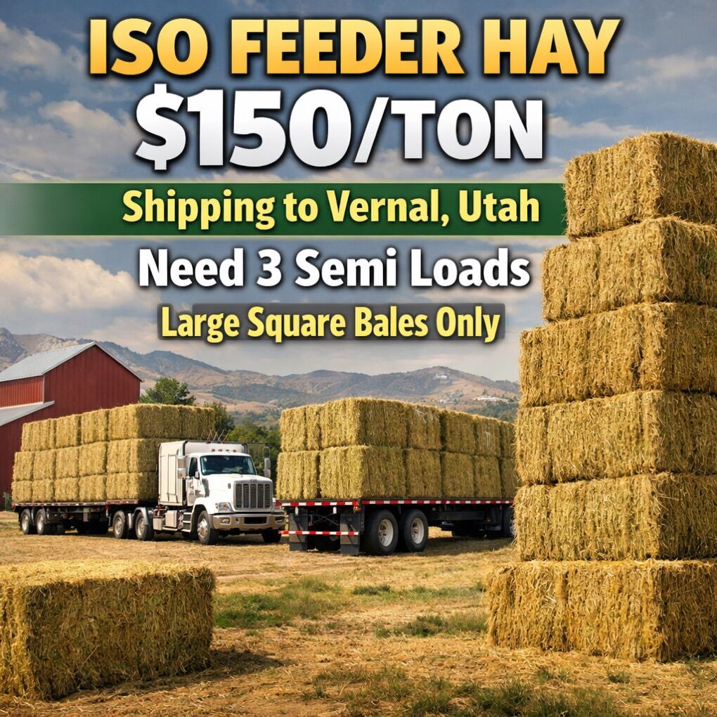 ISO Hay