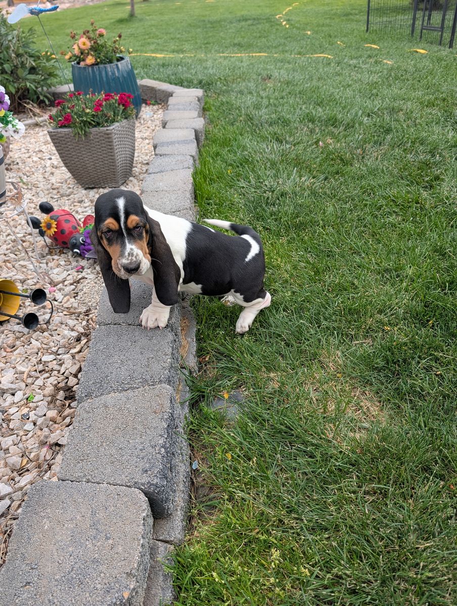 Euro Basset hound puppies