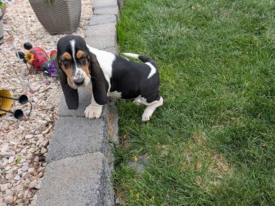 Euro Basset hound puppies