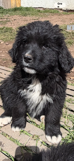 Great Mix Puppys Newfoundland  Mix 8 weeks old ready to go