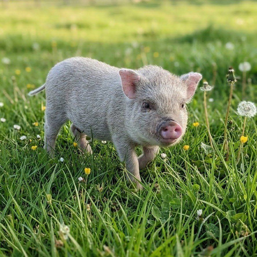 micro mini pigs Juliana male