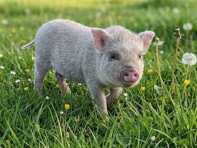 micro mini pigs Juliana male