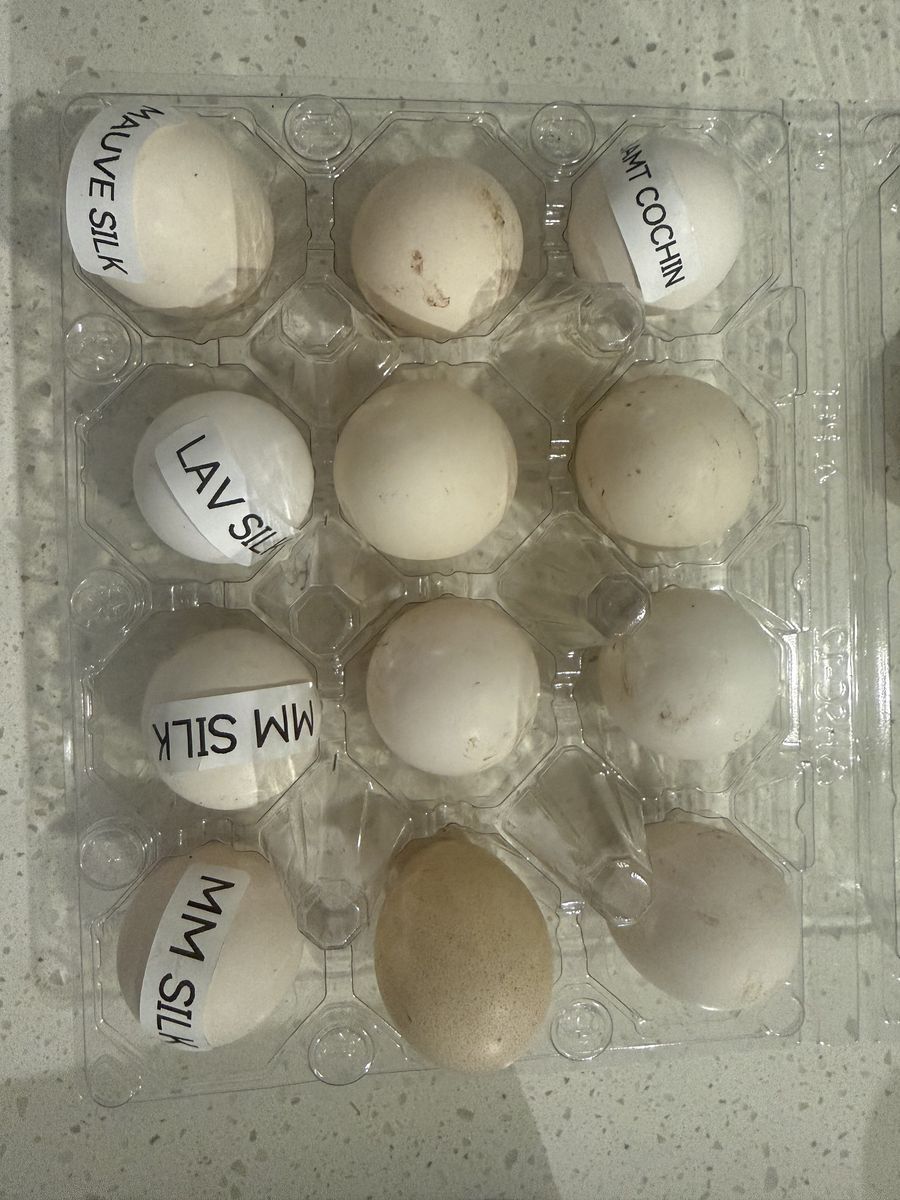Silkie Hatching Eggs 