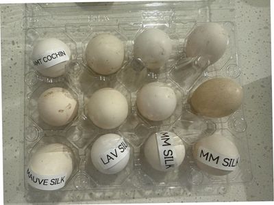 Silkie Hatching Eggs