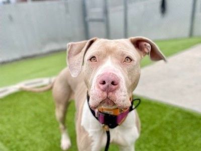 A160506 Coco is Available for Adoption!