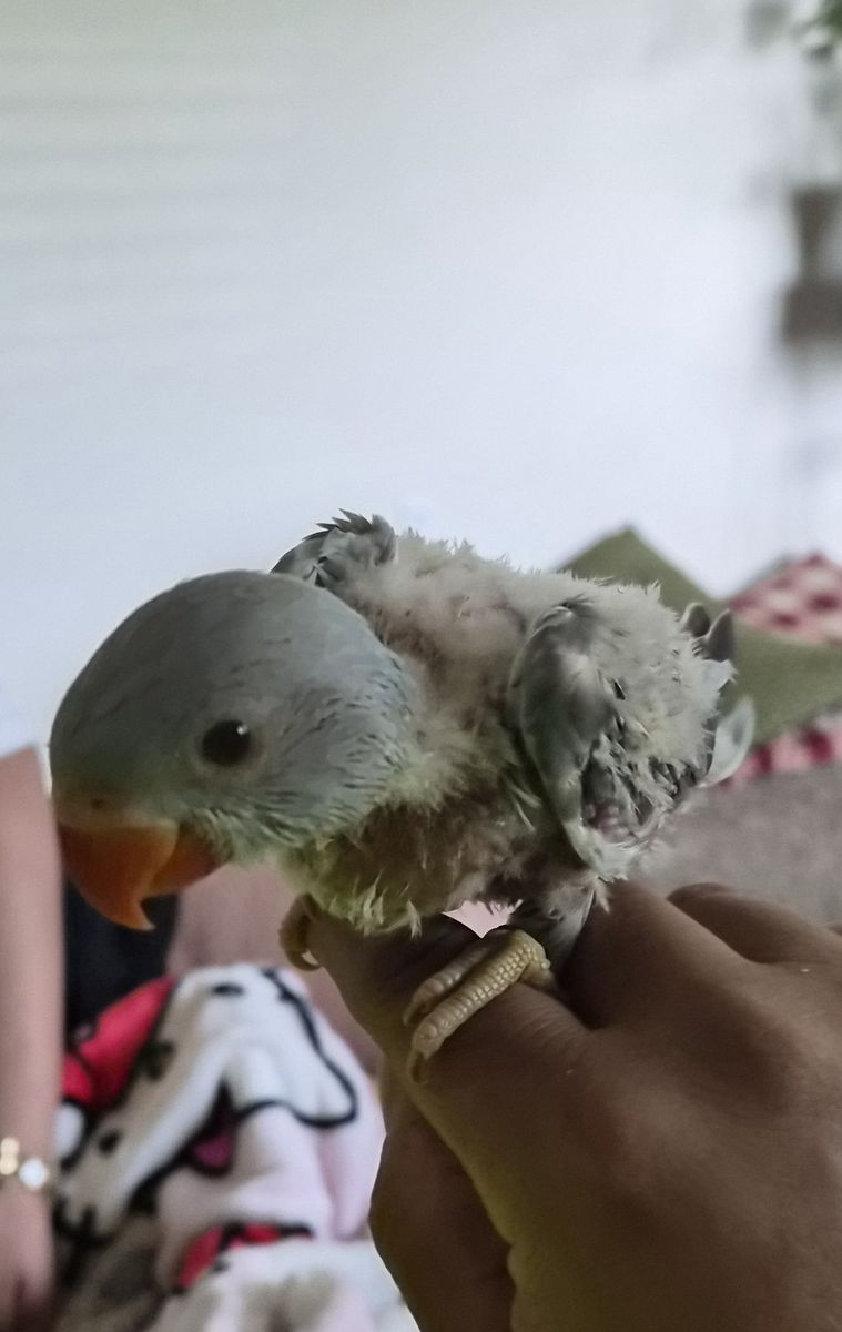 Baby Indian Ringnecks