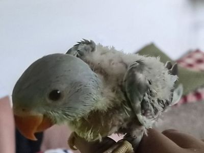 Baby Indian Ringnecks