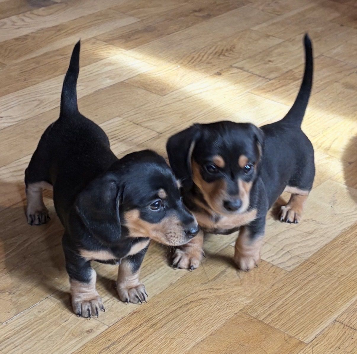 Daschound puppy