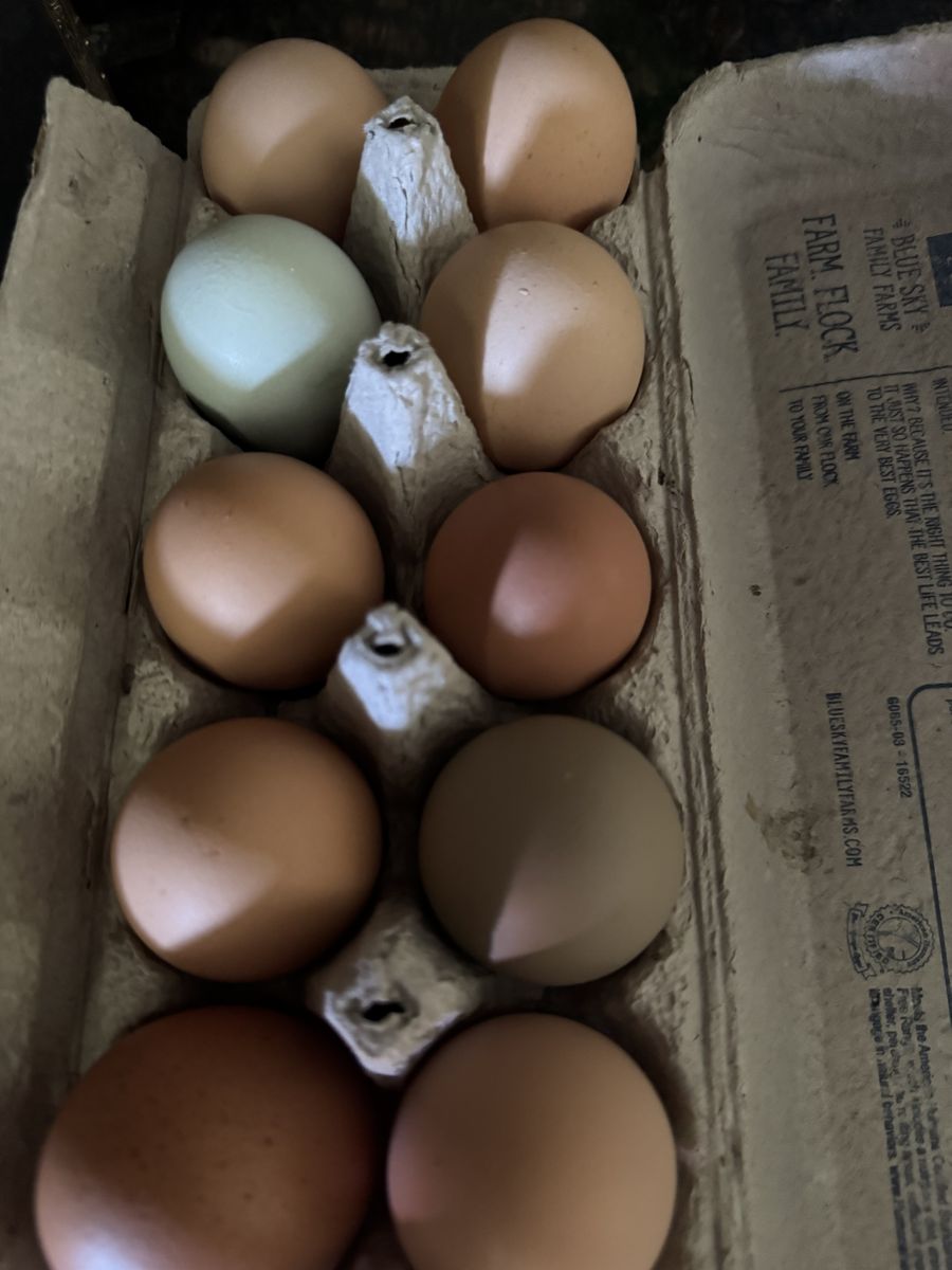 Chicken Eggs Farm Fresh, Free Range, Organic