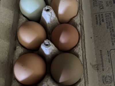 Chicken Eggs Farm Fresh, Free Range, Organic