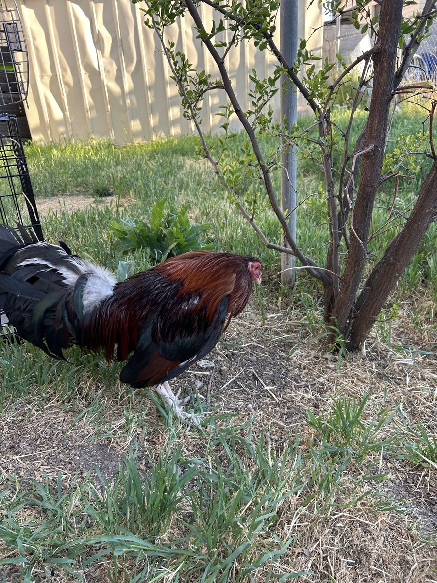 Game fowl