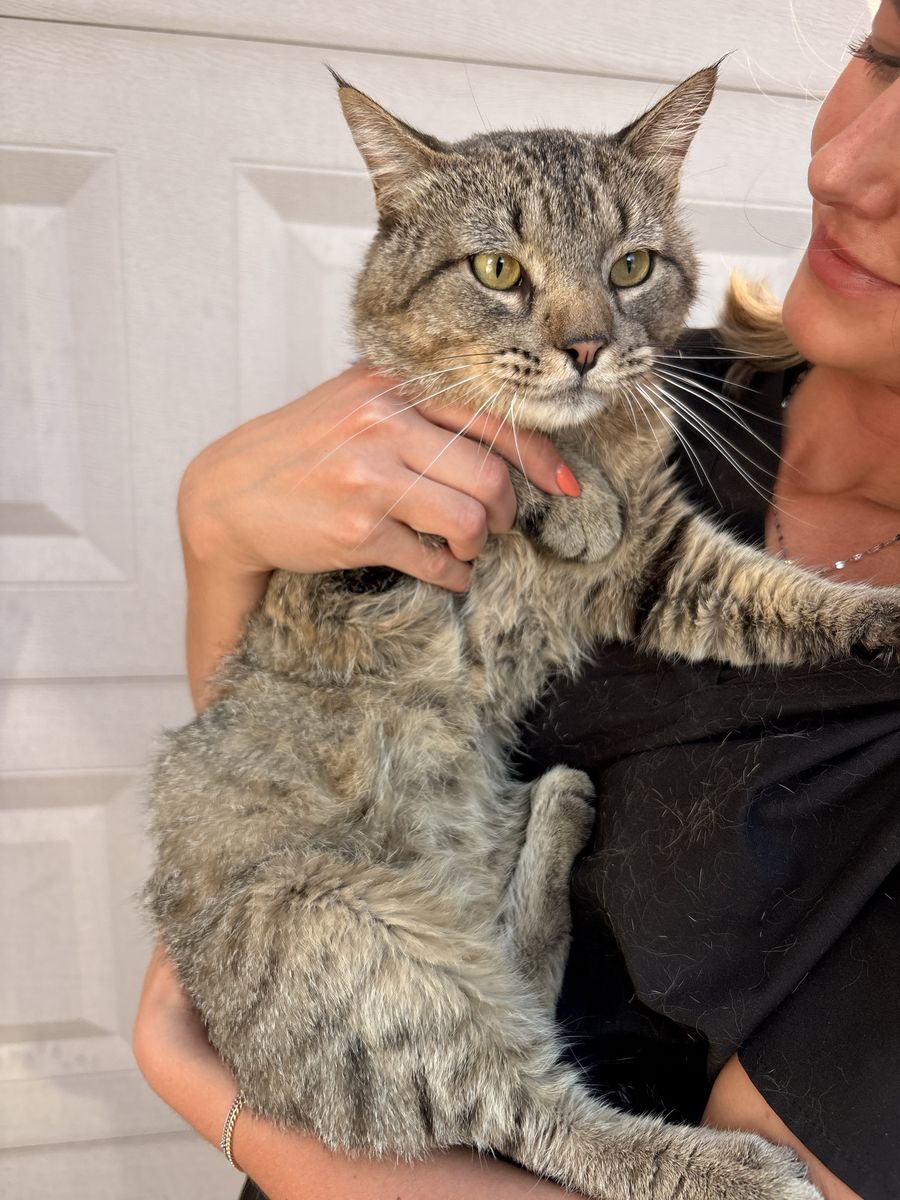 Looking for a loving home for our cat!