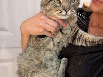 Looking for a loving home for our cat!