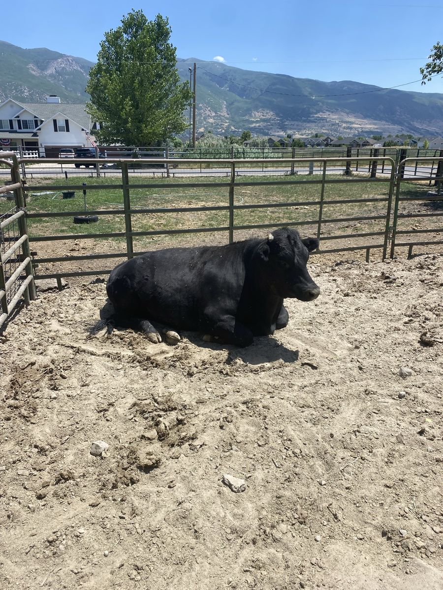 Steer ready for slaughter