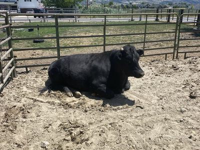 Steer ready for slaughter