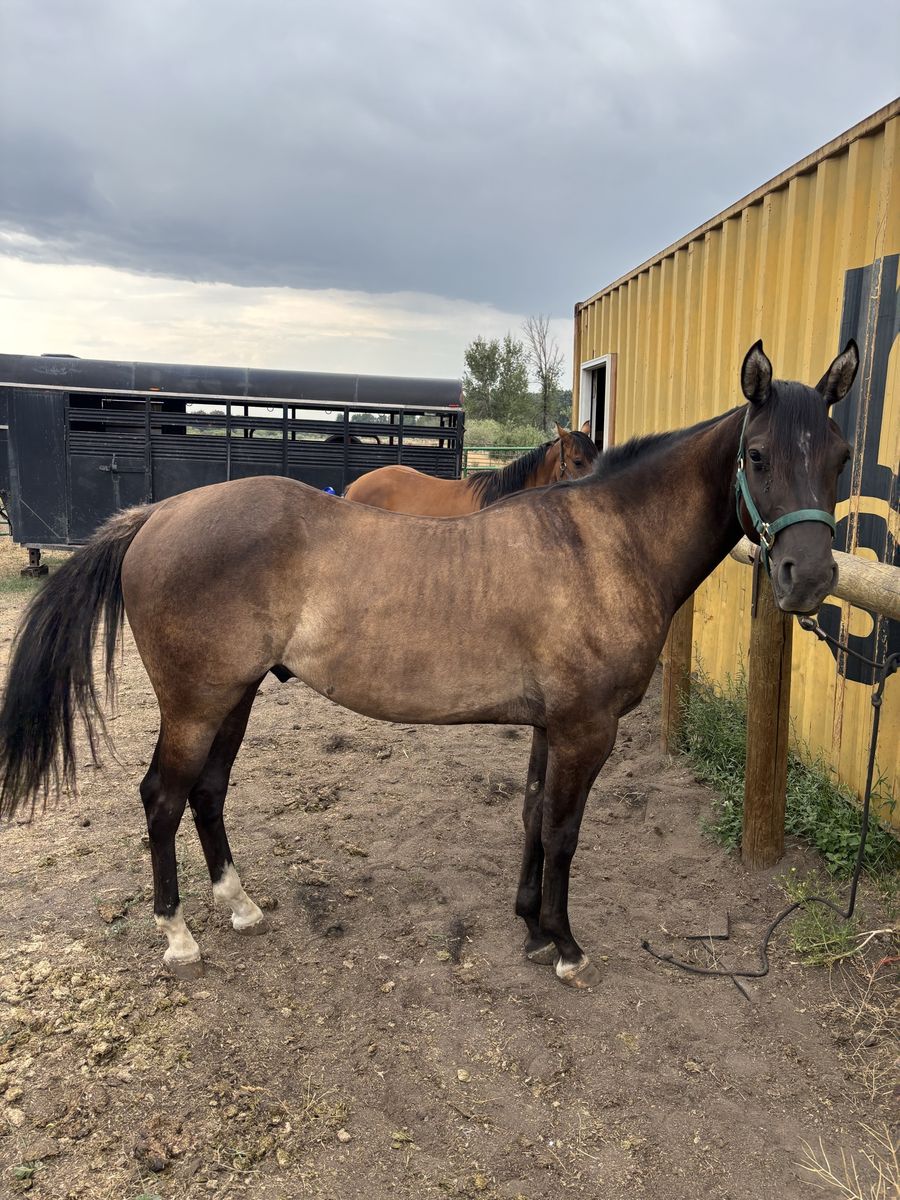 AQHA Grullo geilding Prospect – Great Bone, Dynamic Pedigree