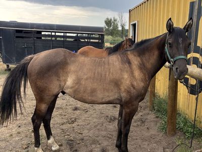 AQHA Grullo geilding Prospect – Great Bone, Dynamic Pedigree