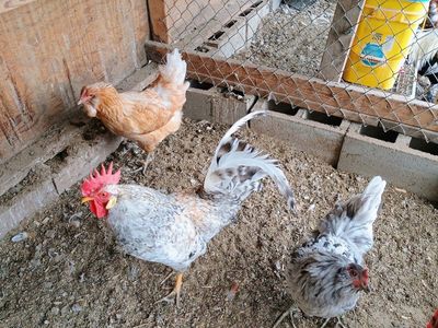 Easter Egger/ barnyard mix Chicks. 2 weeks old