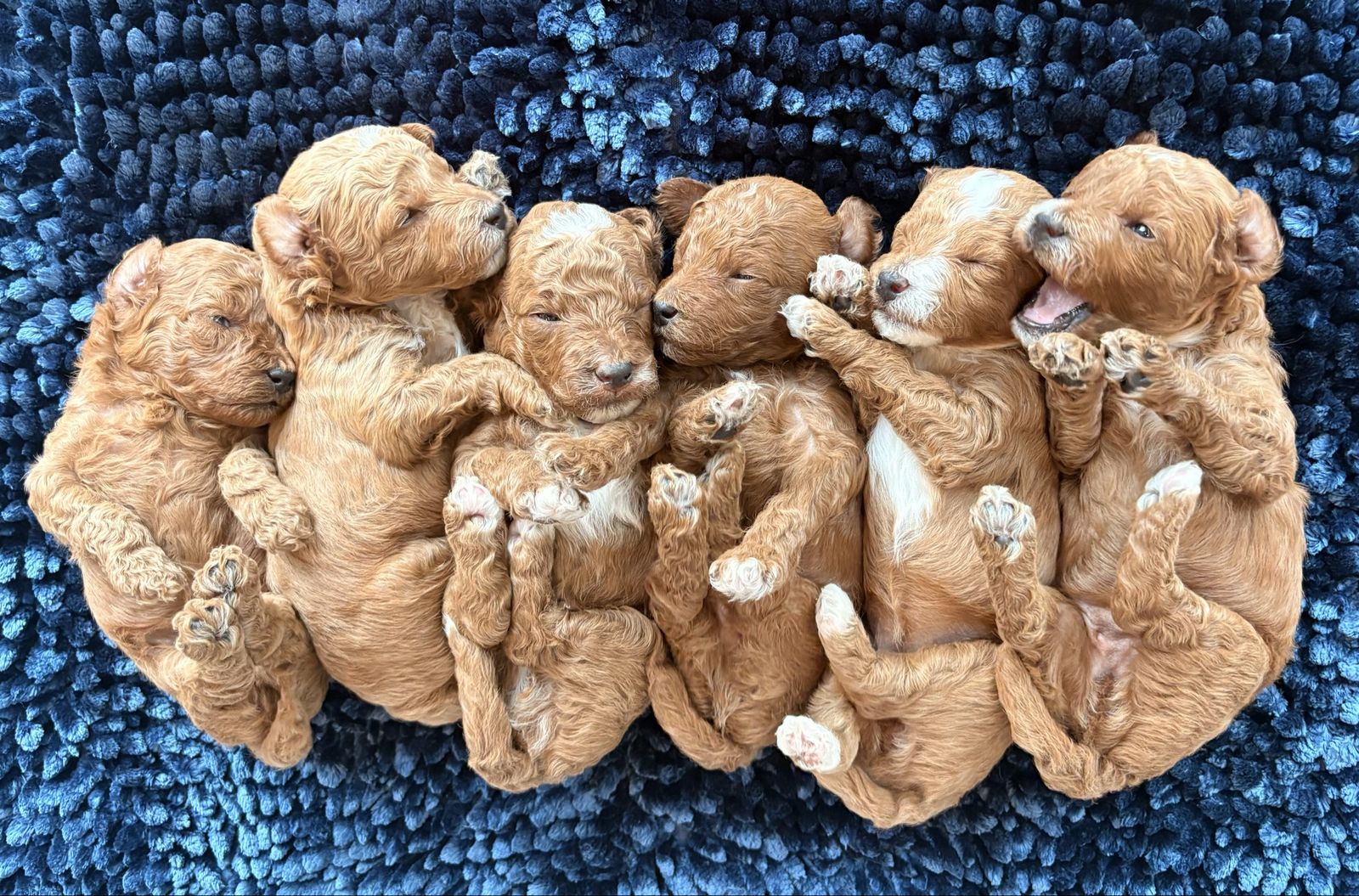 Multigenerational Petite Mini Goldendoodles – Red & Tuxedo