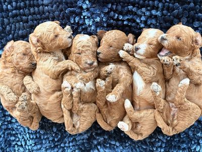 Multigenerational Petite Mini Goldendoodles – Red & Tuxedo