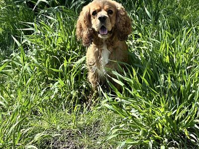 AKC Cocker Spaniel Stud