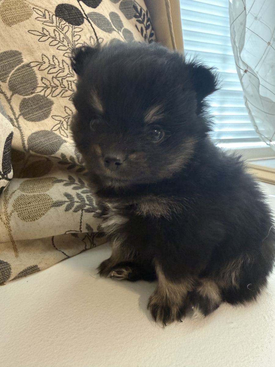 Teacup Pomeranian