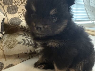 Teacup Pomeranian