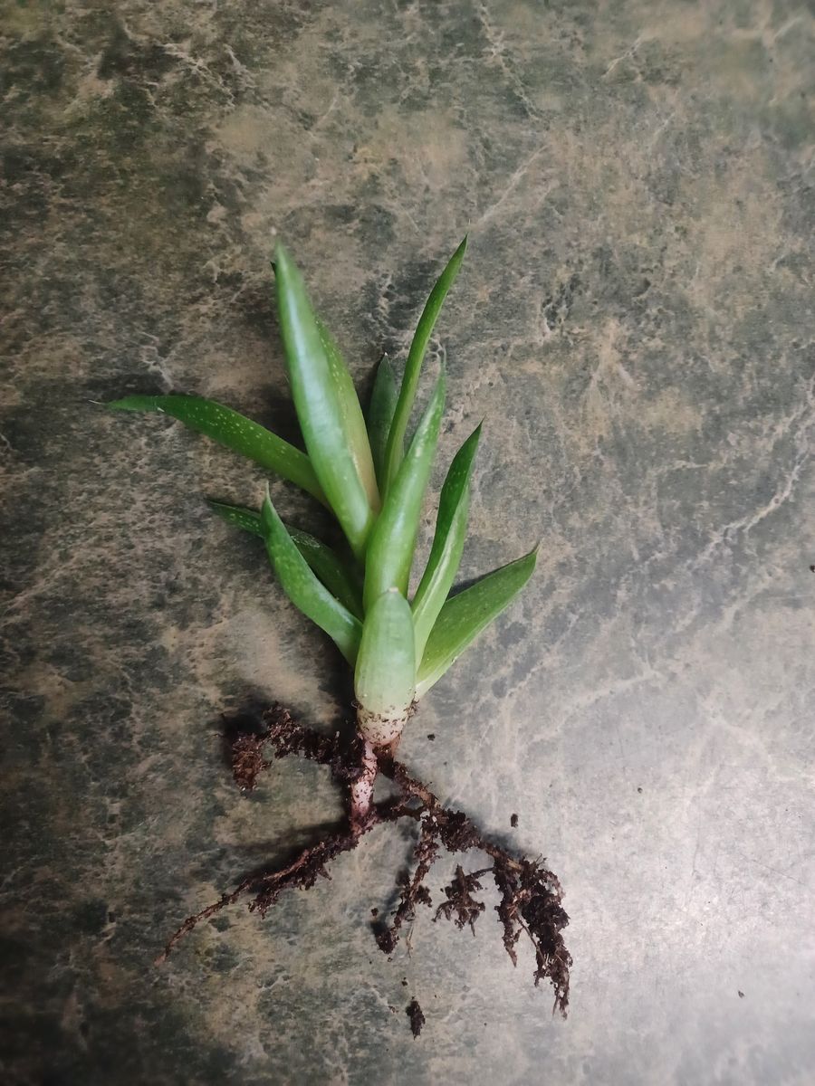 Aloe Plant Starts
