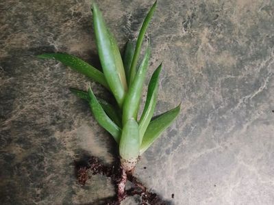 Aloe Plant Starts