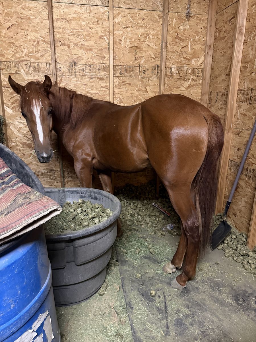 One year old colt 