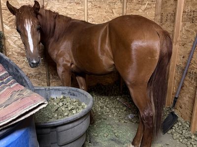 One year old colt