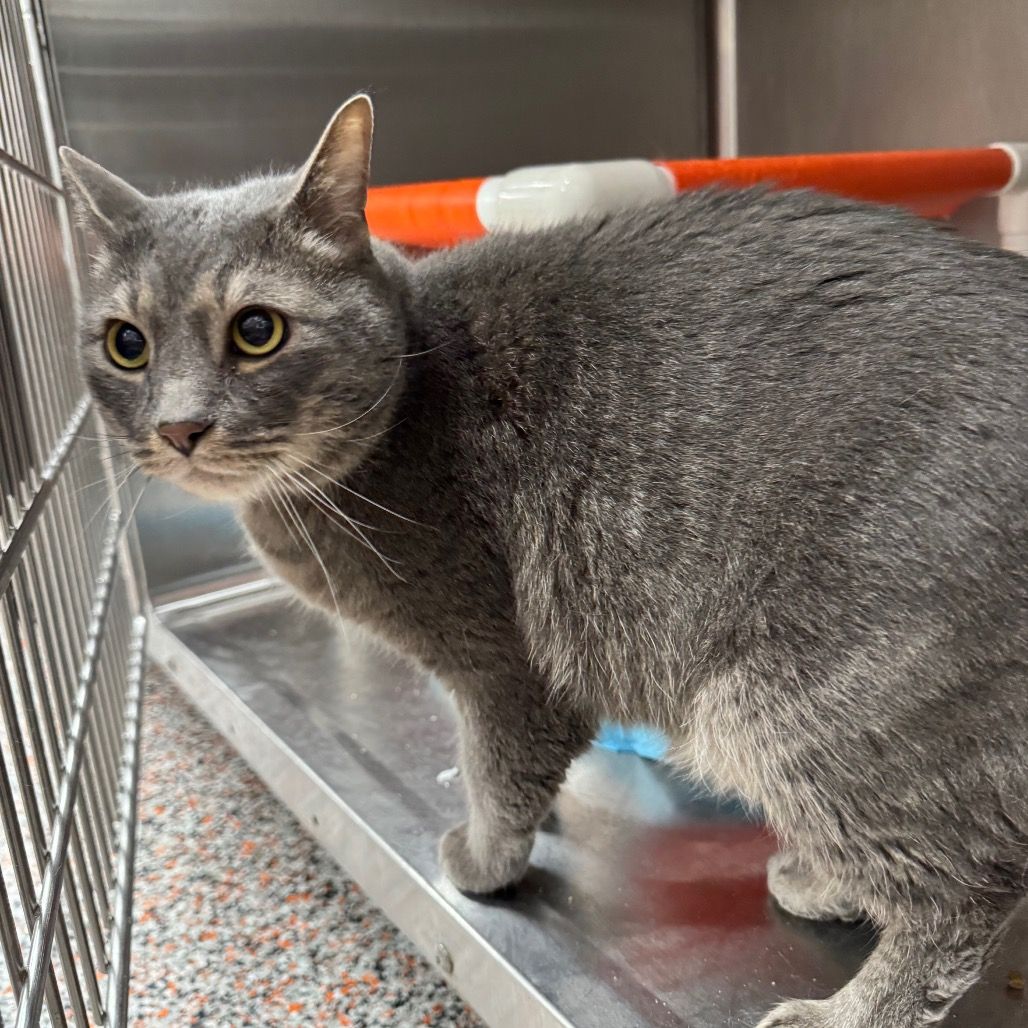 Hello my name is Cuddler