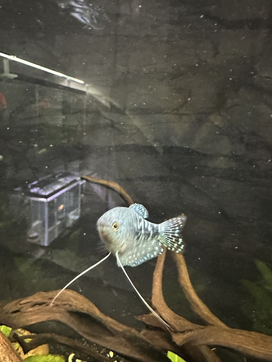 Three spot gourami