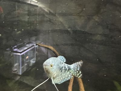 Three spot gourami