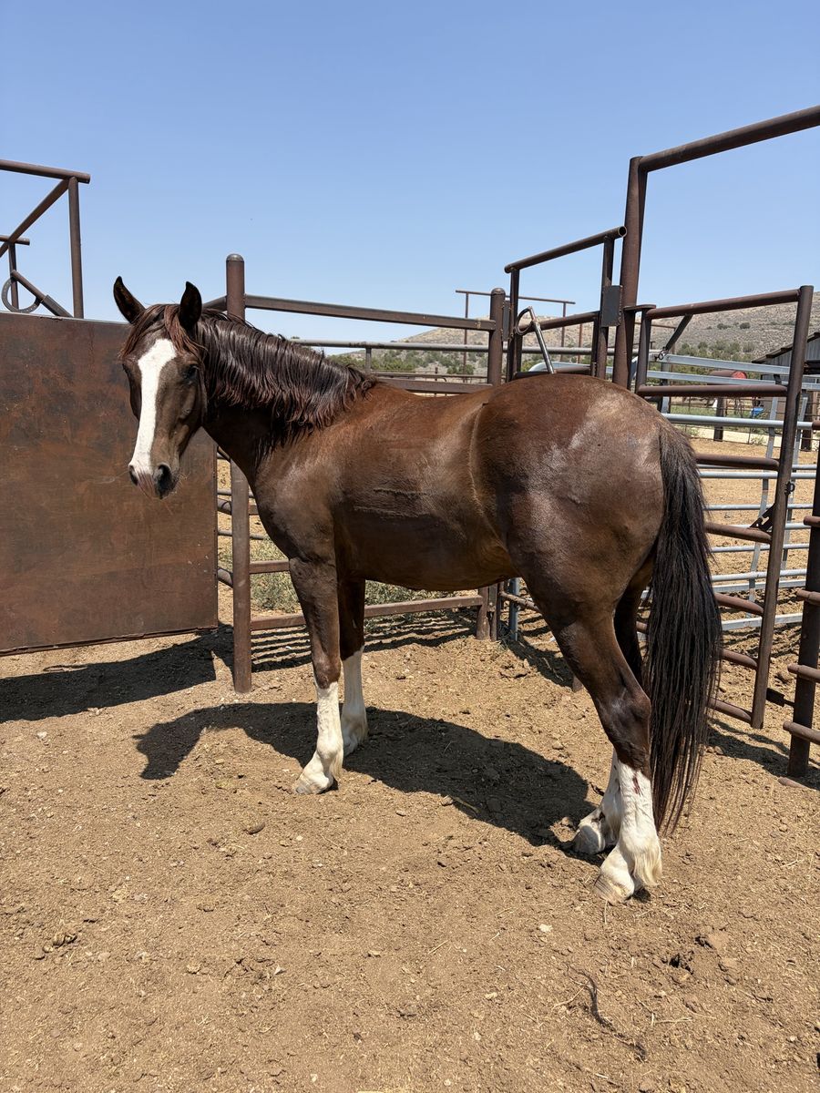 Chestnut gelding !!