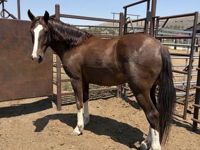 Chestnut gelding !!