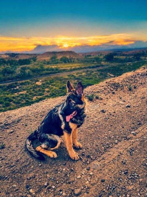 German Shepherd Puppy - Black and Tan