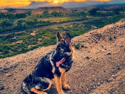 German Shepherd Puppy - Black and Tan