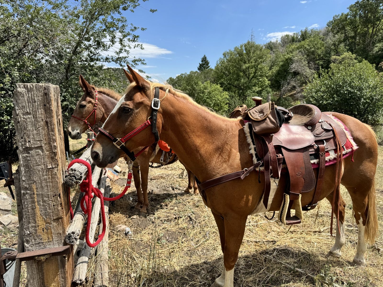 Free older gelding 