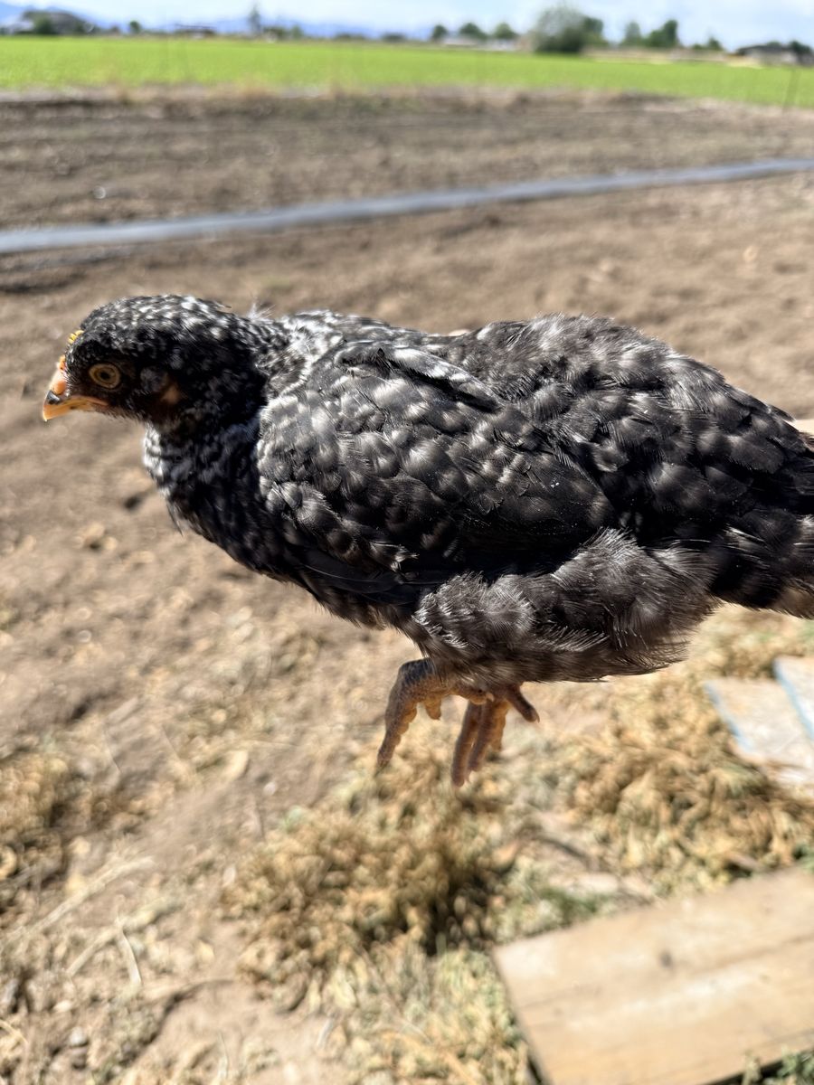 Coop ready pullets