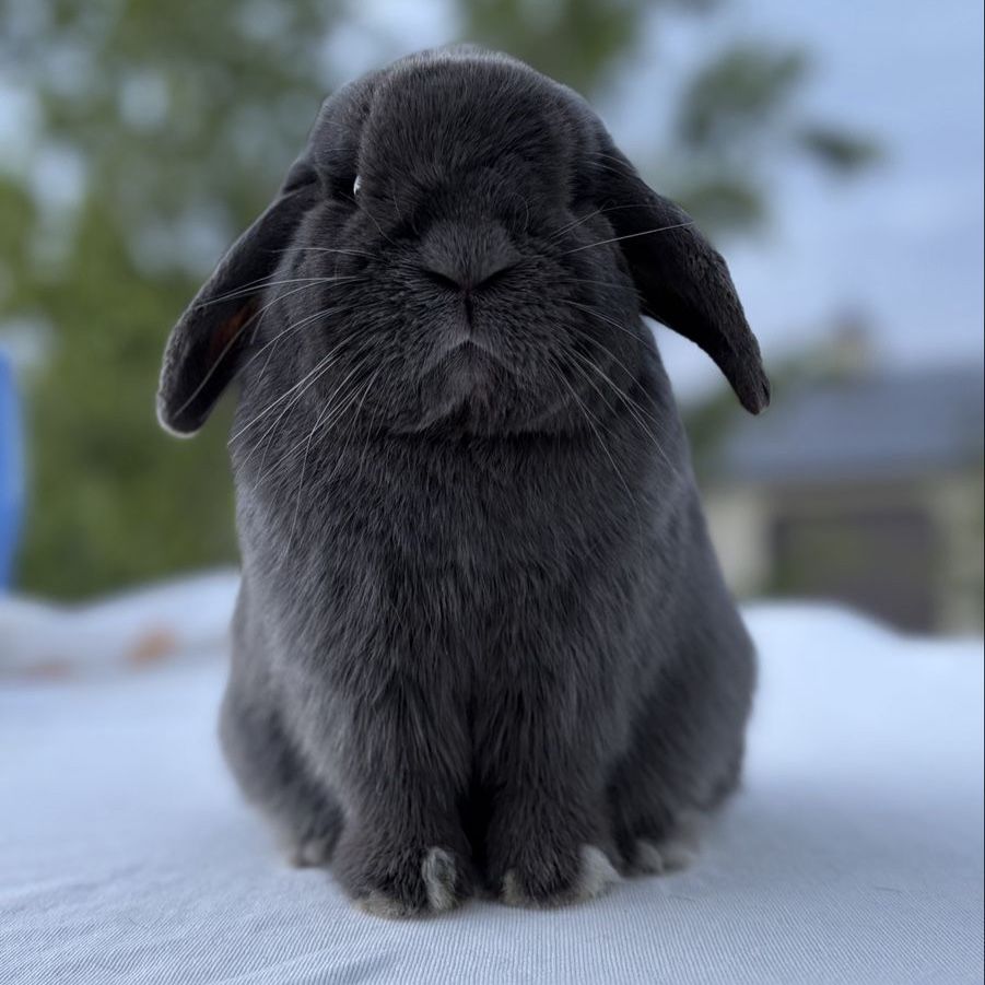 Holland Lop Buck